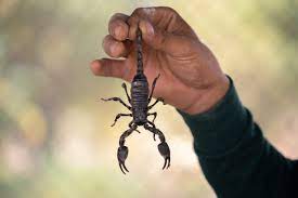 Completely eliminate scorpions