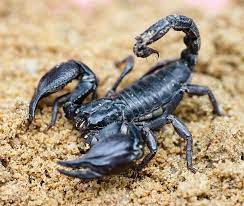 Completely eliminate scorpions