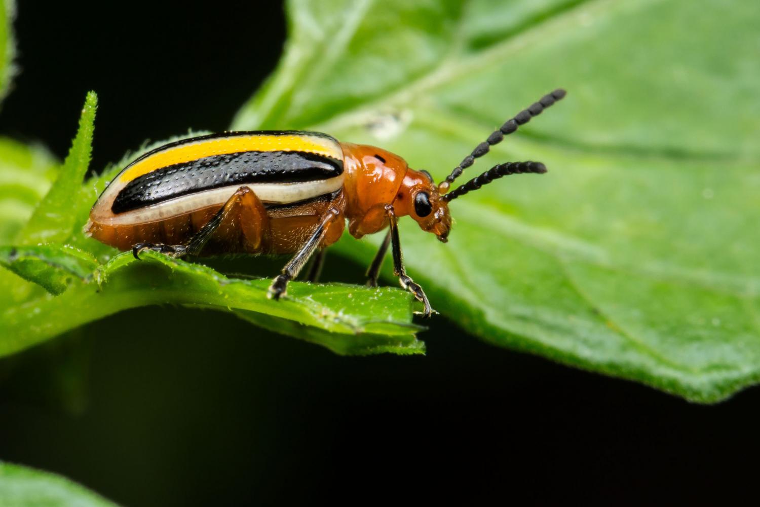 Elimination of agricultural pests