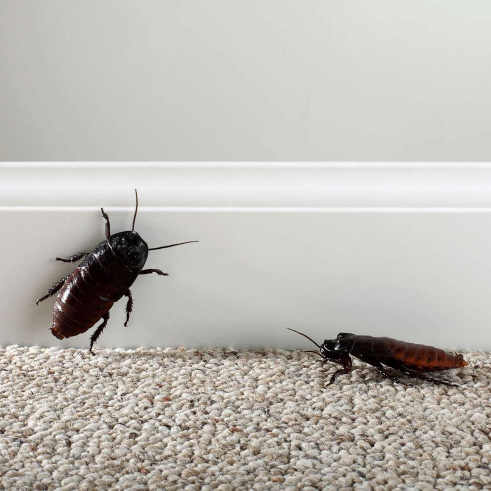 Elimination of cockroaches