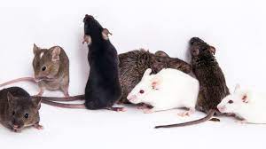 Elimination of mice