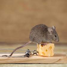 Elimination of mice