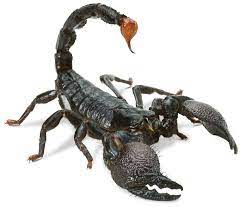 Elimination of scorpions