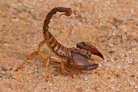 Exterminate scorpions