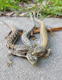 Extermination of lizards