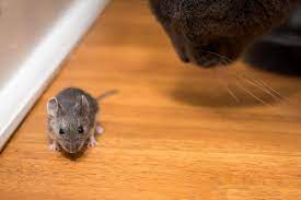 Extermination of mice