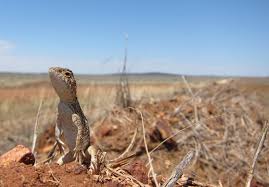 Extermination of reptiles