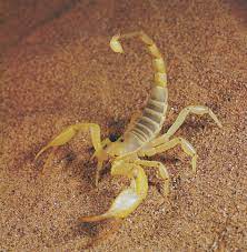 Extermination of scorpions