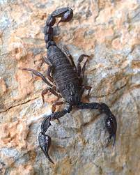 Extermination of scorpions