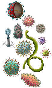 Extermination of Viruses