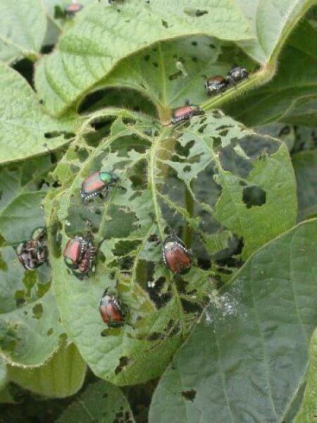 Final disposal of agricultural pests