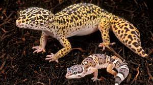 Get ride of geckos