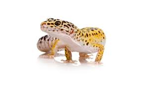 Get ride of geckos