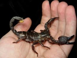 Get ride of scorpions